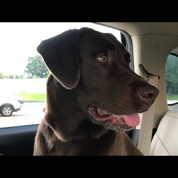 Meet your Posher, Jennifer - Picture 3 of 3